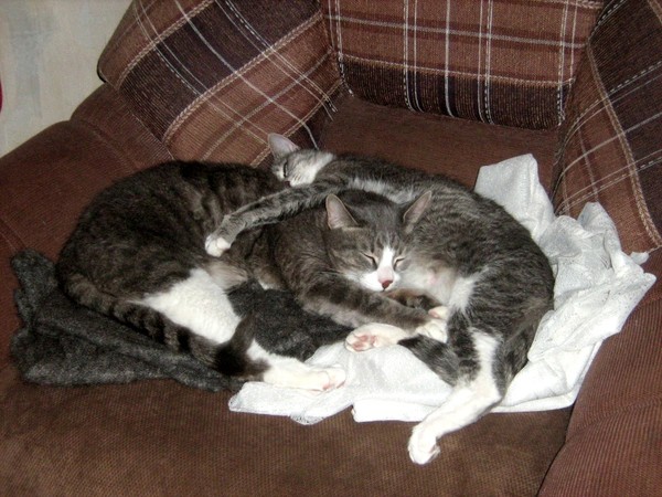  Мы с тобой две половинки.