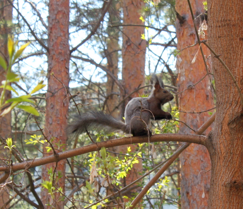 Для тех, кто не в курсе - это не котэ, это - белка