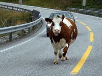 фото с сайта amandus.ru