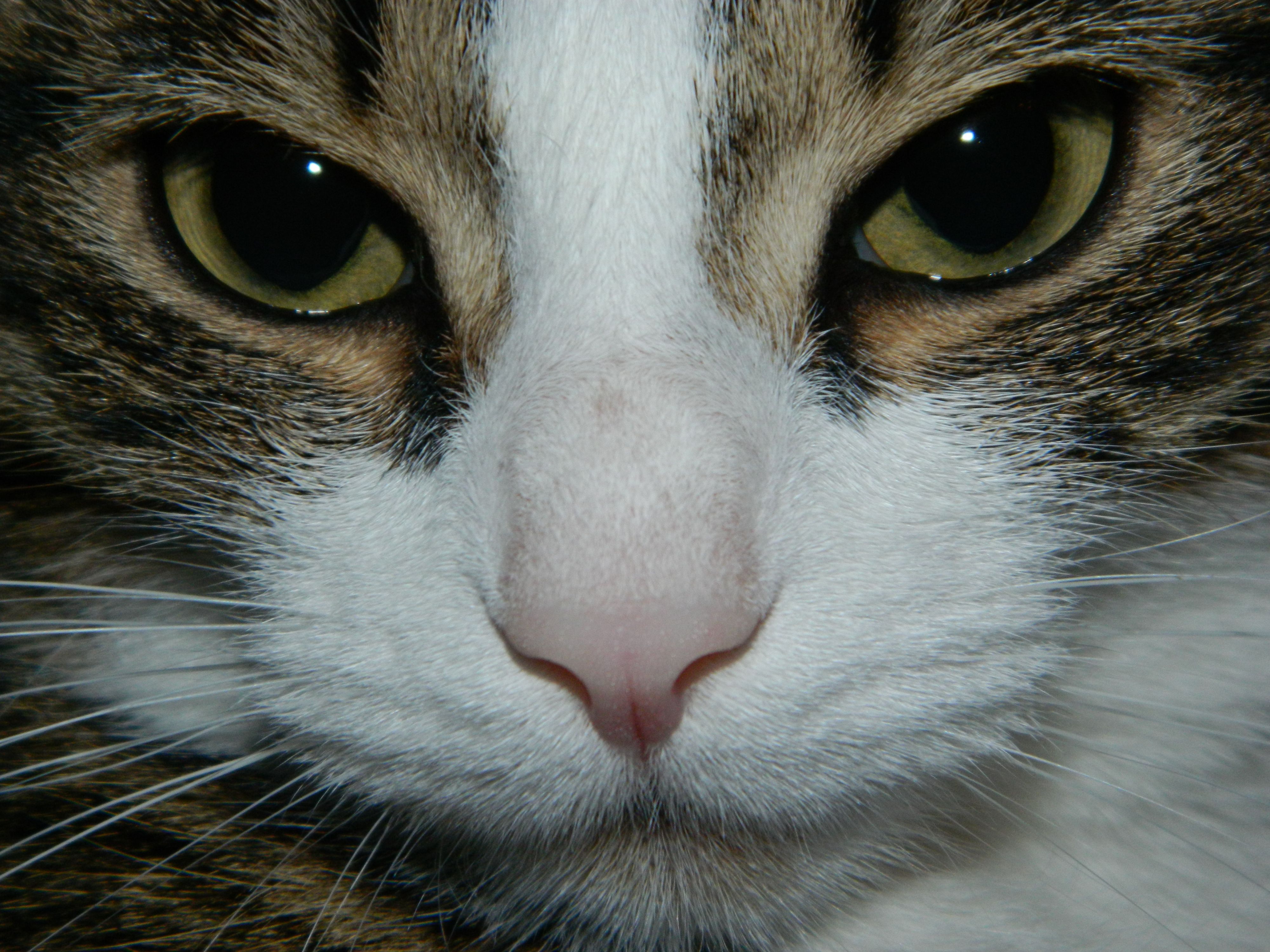 Красавица - Сара