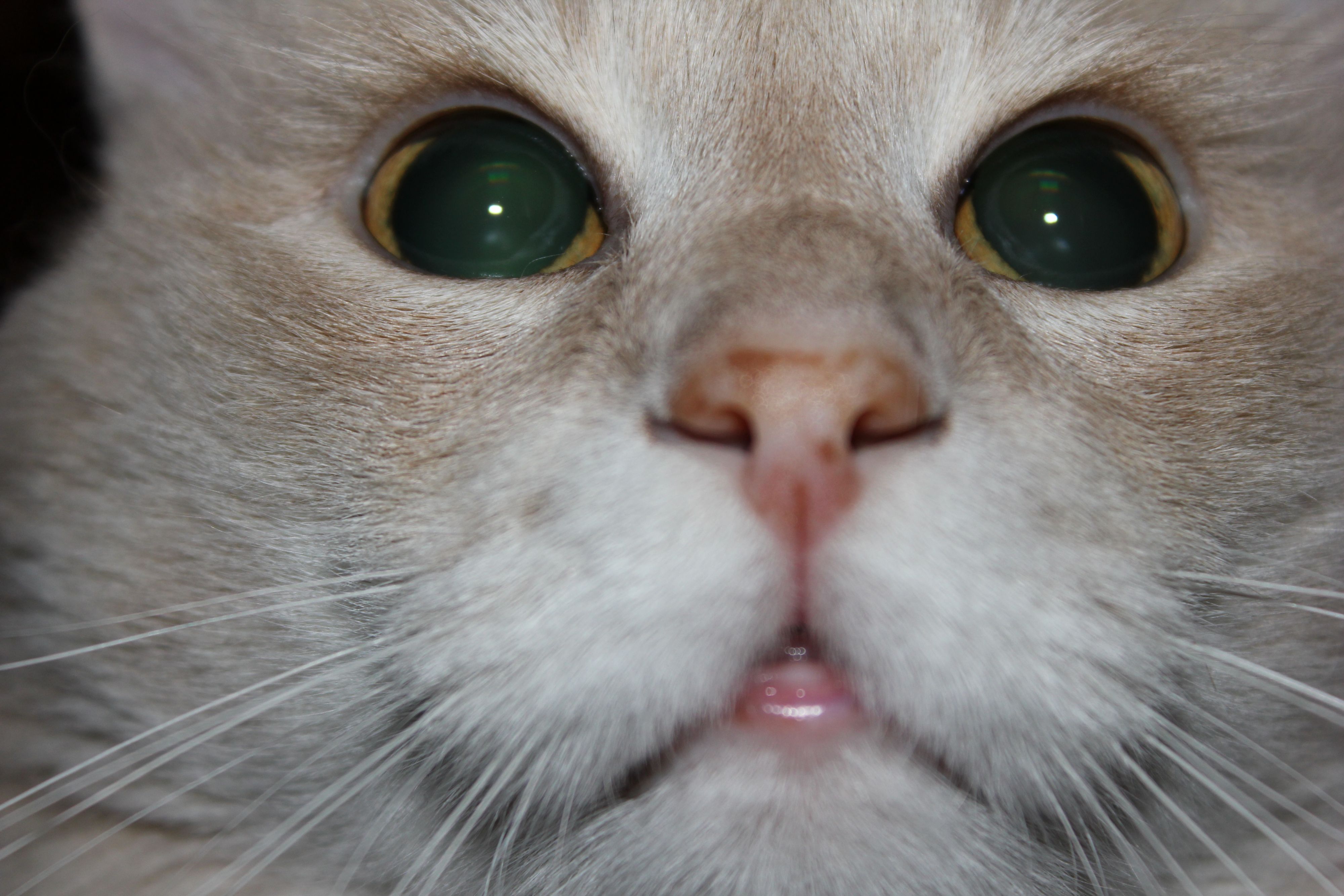 верю в команду,кот болельшик!!!