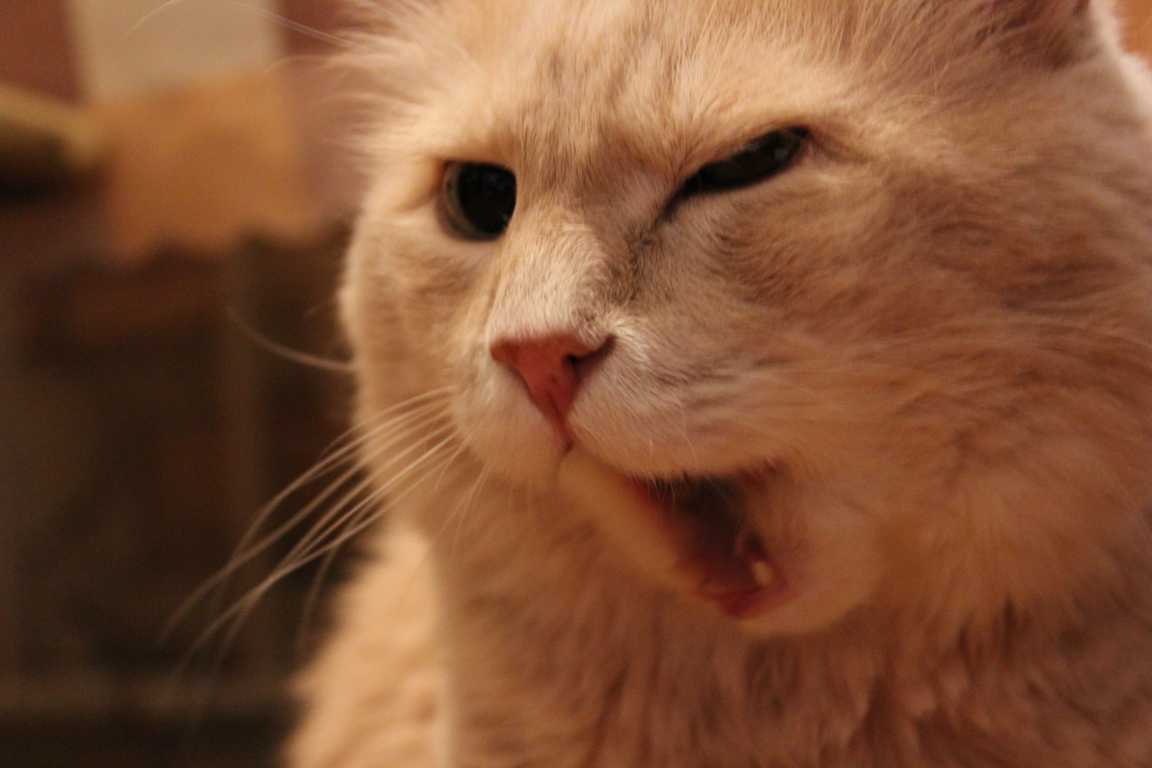 Шайбу,шайбу)))