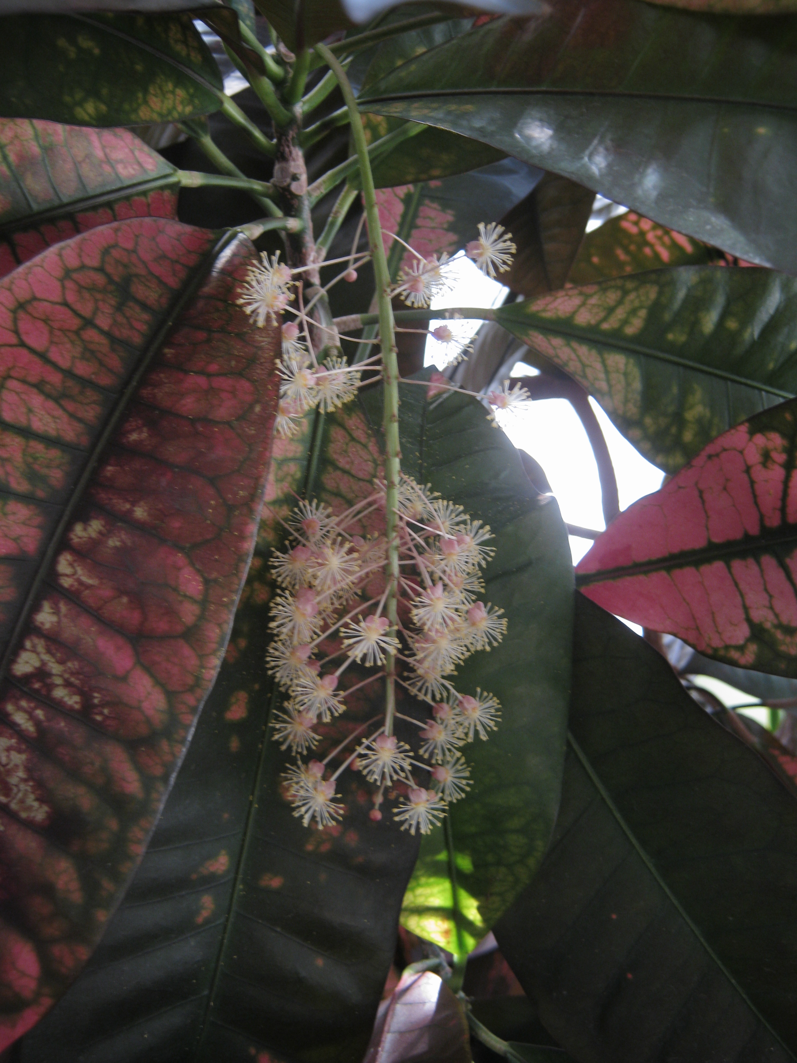 чо-то цветет