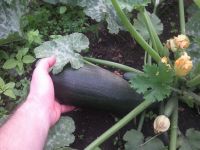 Кабан Кабан