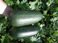 Кабаны Кабаны