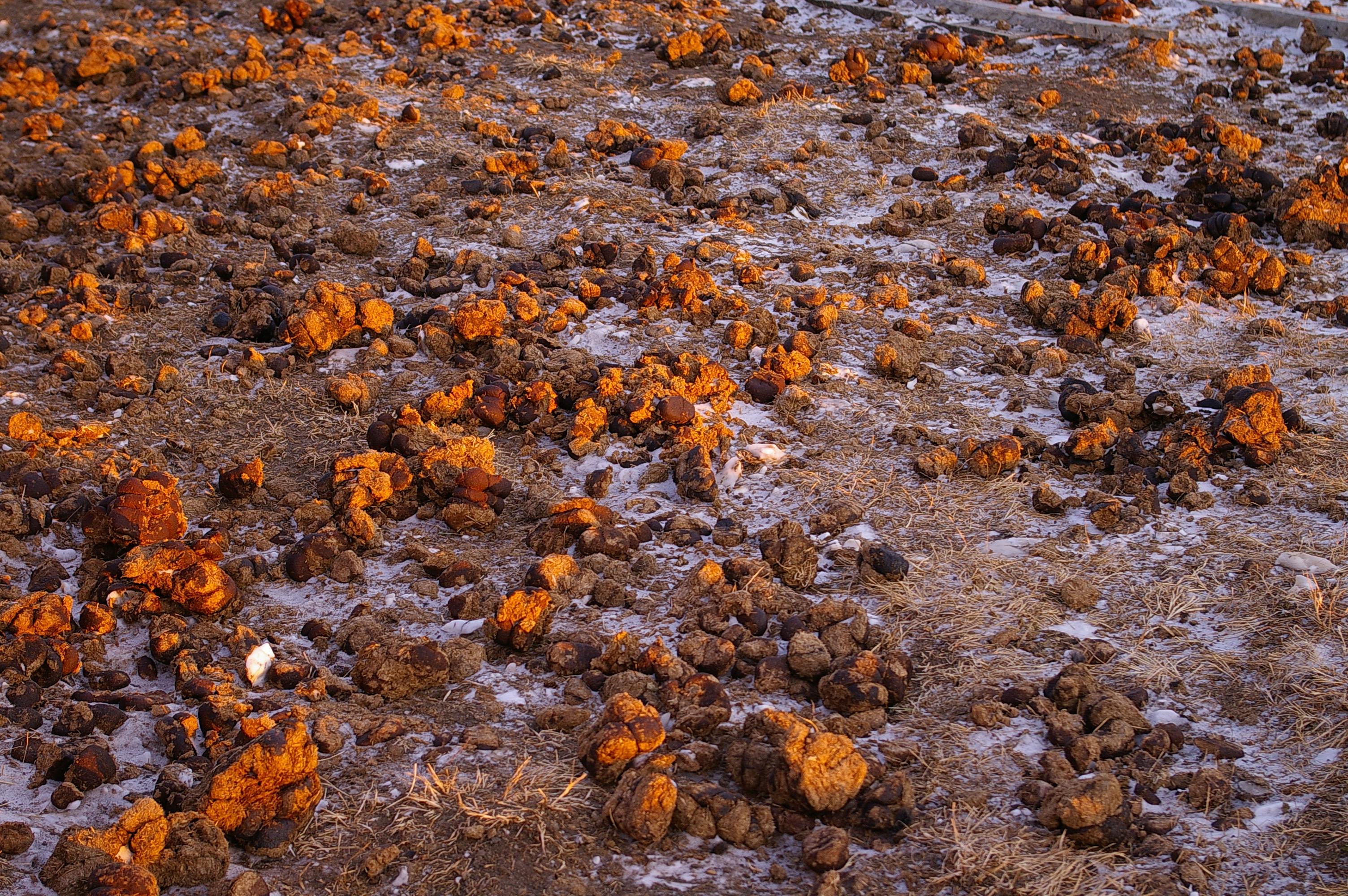 какашковое поле