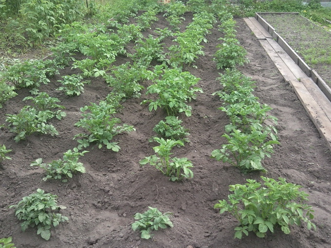 Картоха рулит