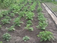 Картоха рулит Картоха рулит