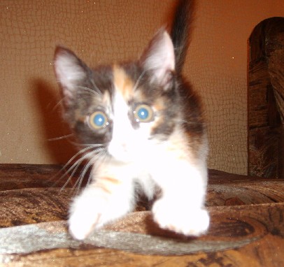 Диночка маленькая)