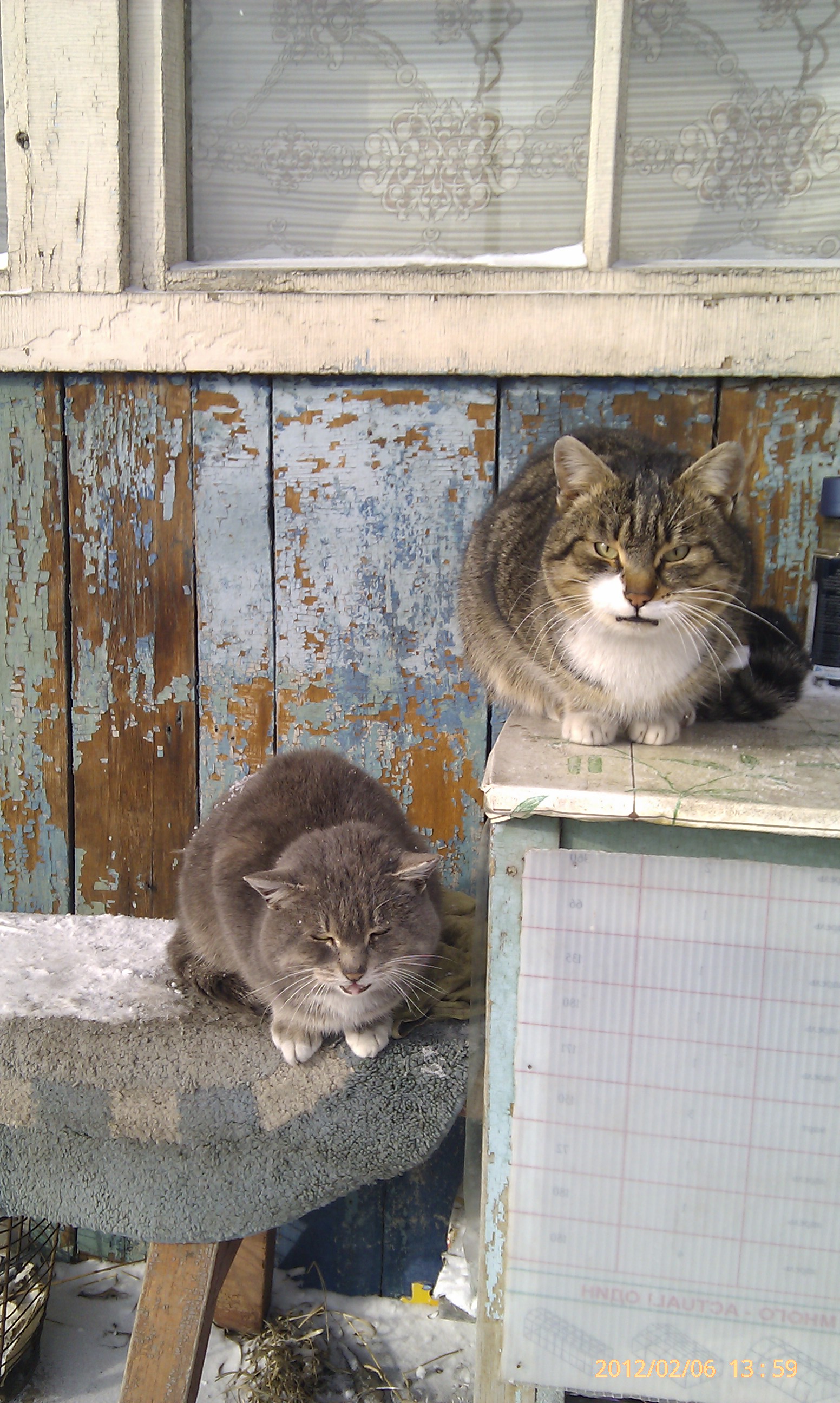 Пришлые каты)))))