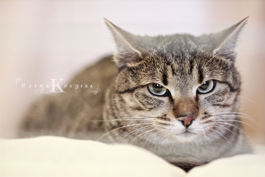 Сурьезный товарищ)