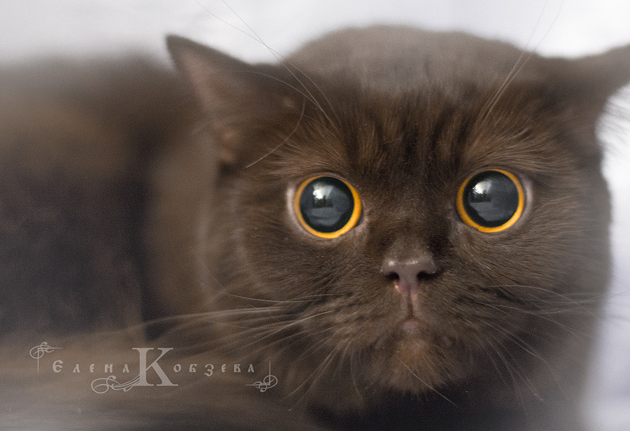 О майн гад =)