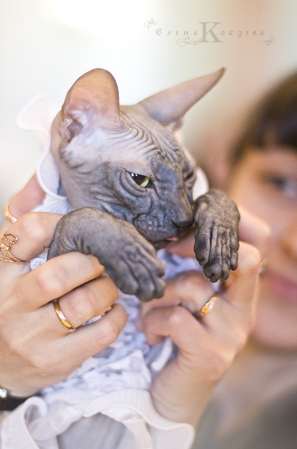 Обаятельная дама)