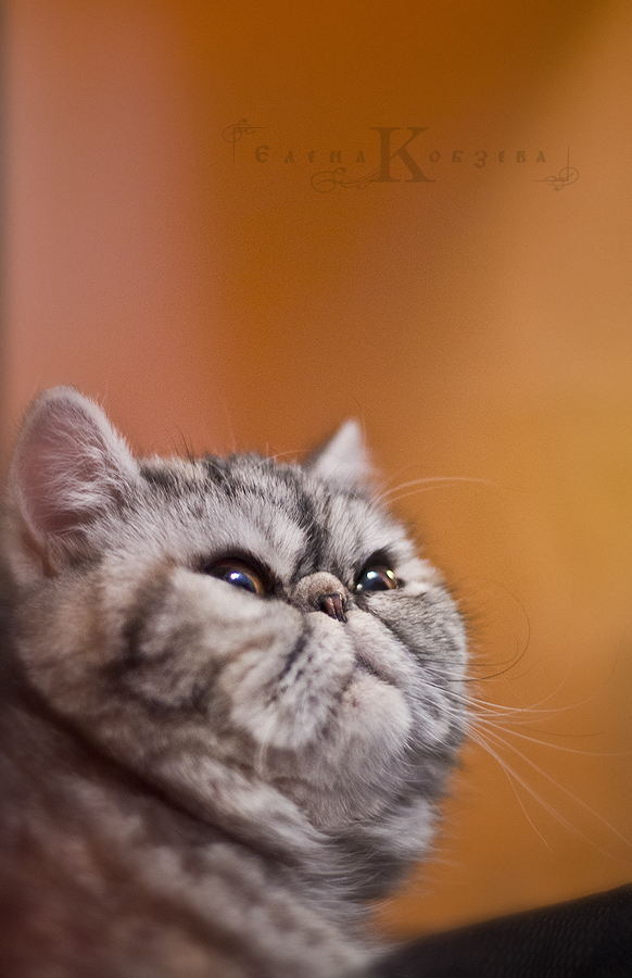 Королевишна)