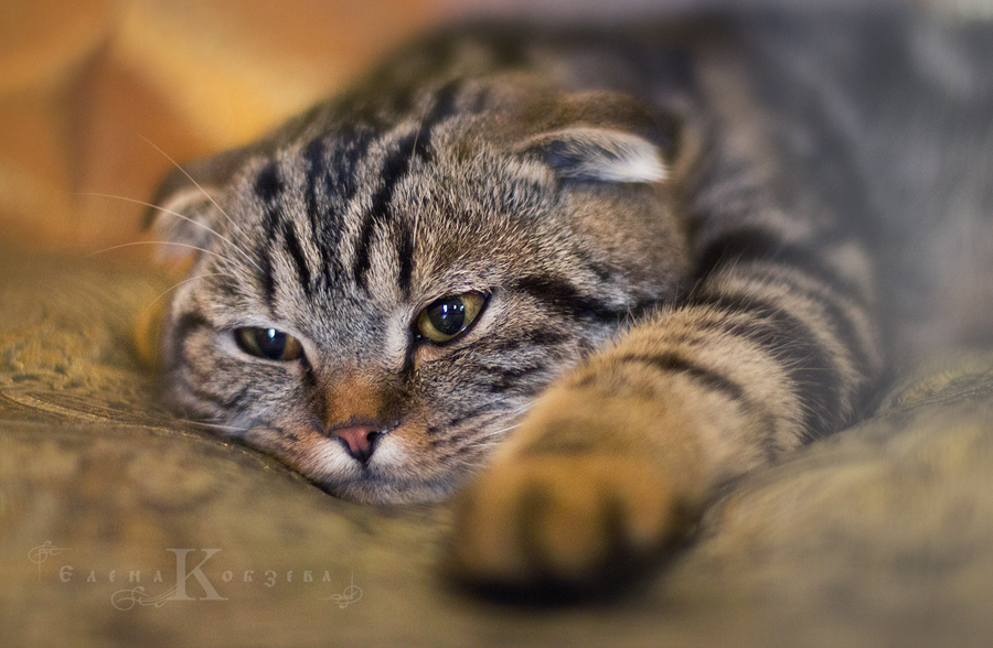 Вислоухий тигр.