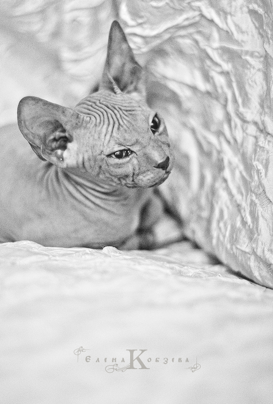 Маленький лысик. ;)