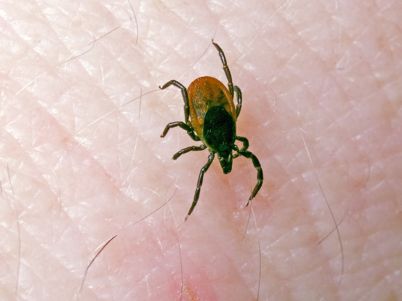 Таежный клещщ, коиво боицца Рыся