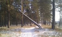 Когдаж оно упадет))))): Когдаж оно упадет какбы спрашывает фотограф, да пошол ты в зад какбы атвичает дерево))))