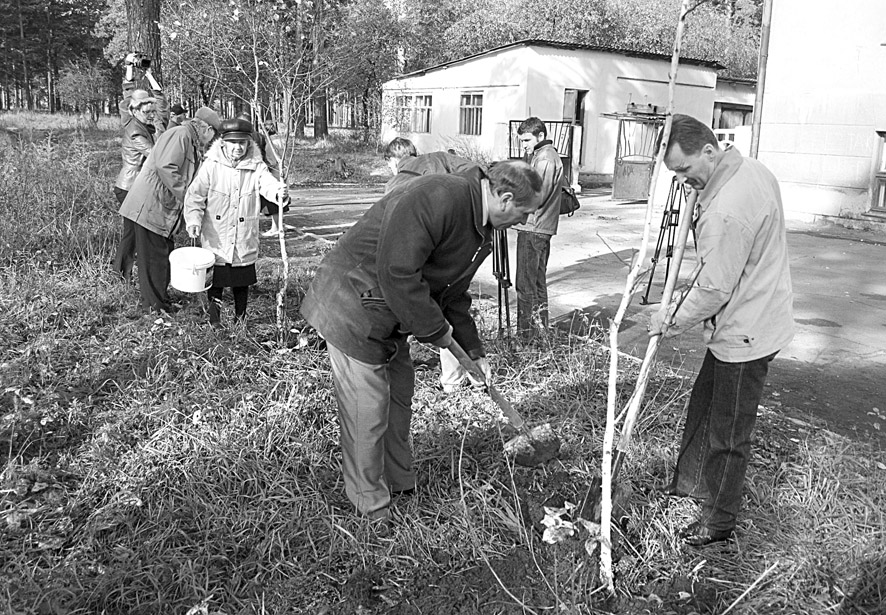 Сейчас на аллее пока 11 березок