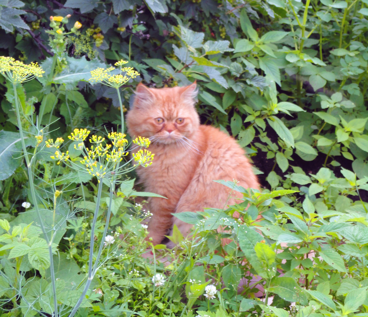 Komu na dache zhit horosho