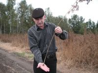 Конопля: уничтожили под корень