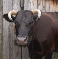 Фото коровы