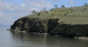 Полчища коров