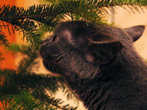 Праздник к нам приходит!