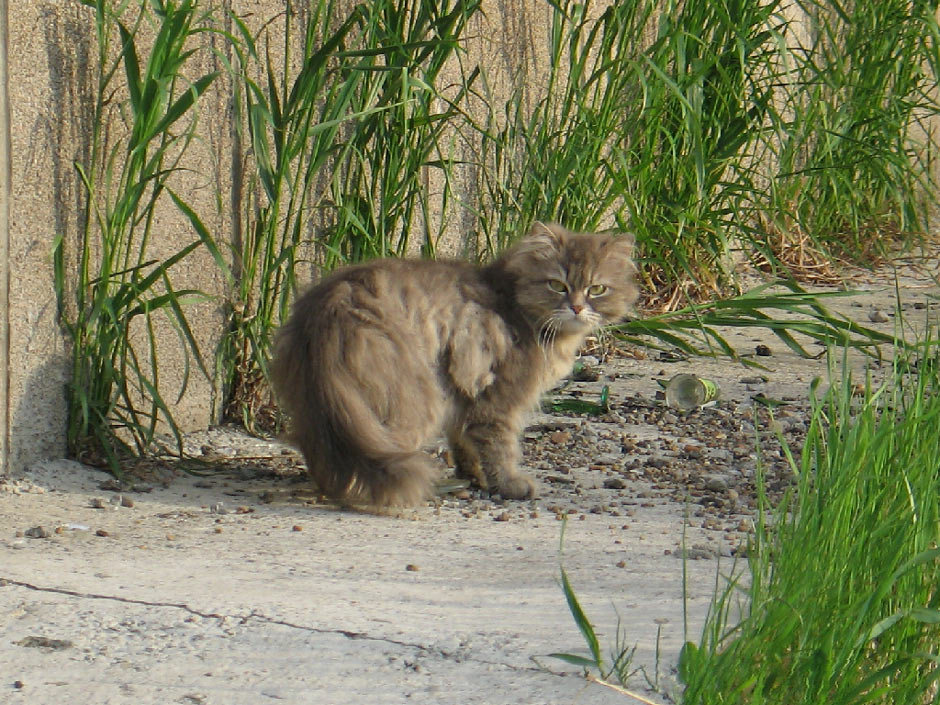Представитель кошачьего царства