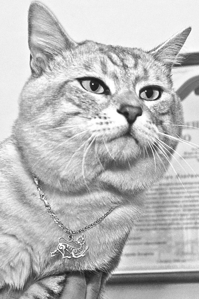 Золото за красоту, оказывается, дарят не только девушкам, но и котам