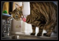 пронашегонекастрированого