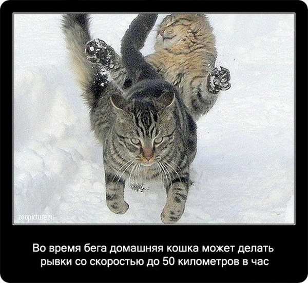 Kot