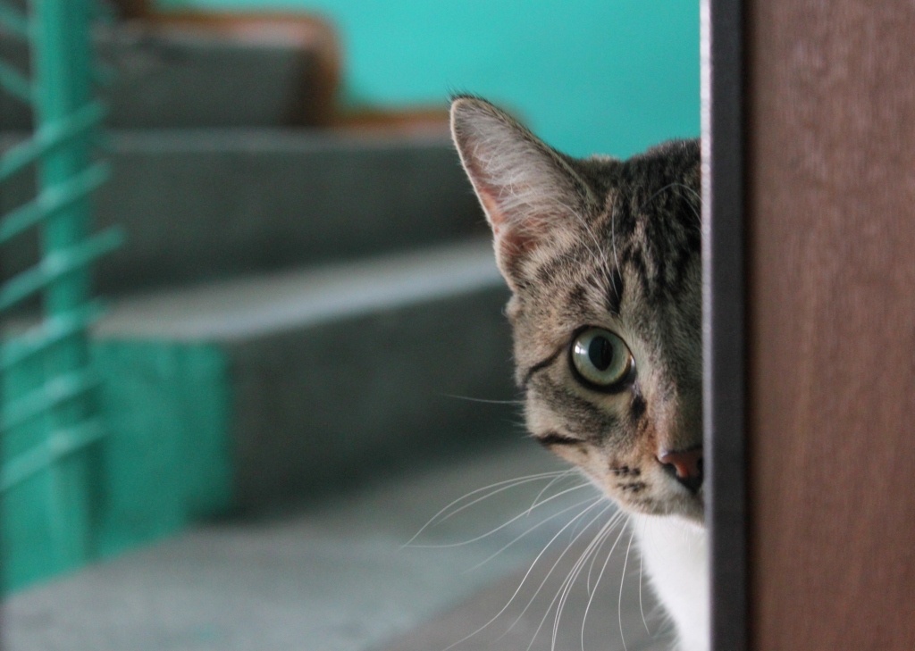 Вам новые жильцы не нужны?