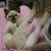 Котэ после всех выходных... Котэ после всех выходных...
