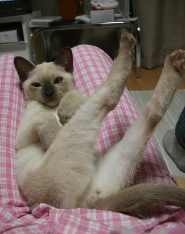 Котэ после всех выходных...