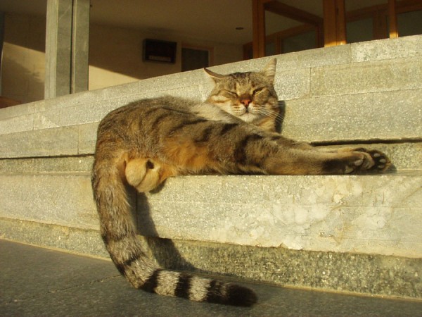 Наш стройный и поджарый