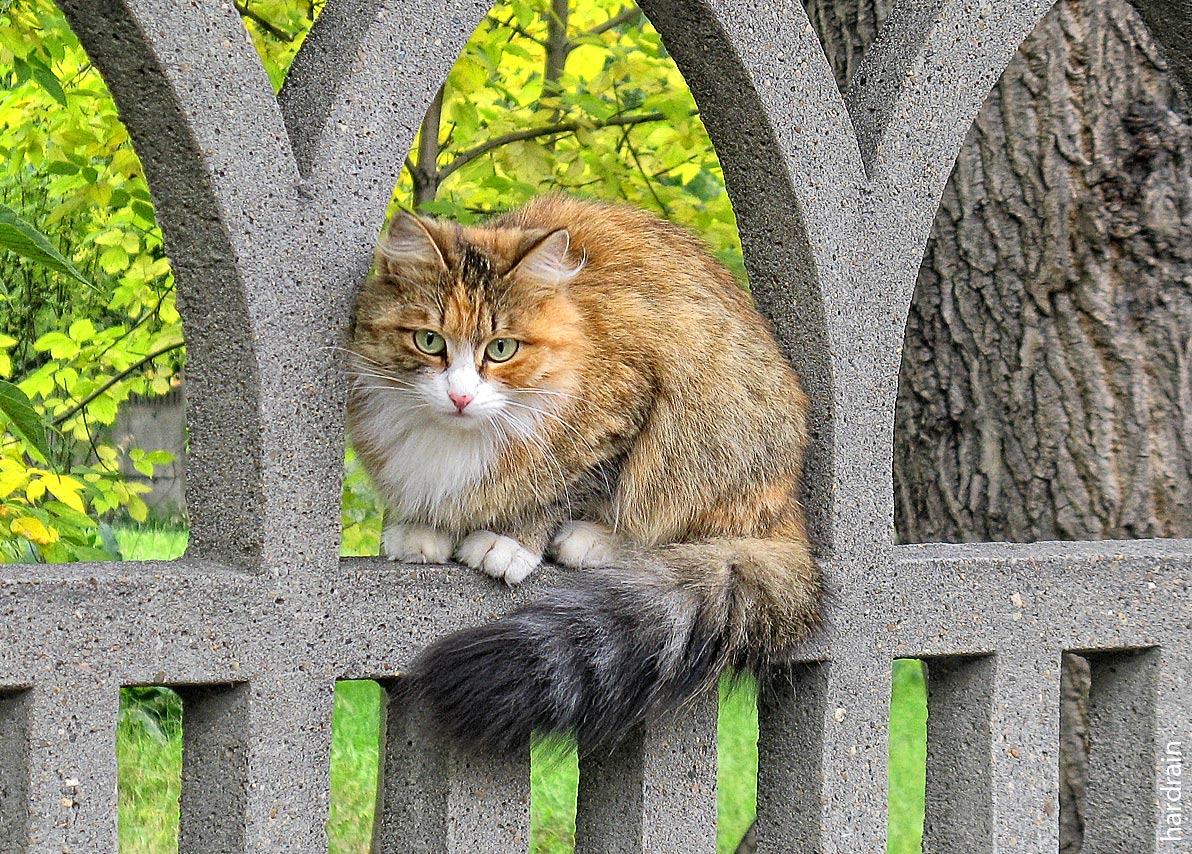Котээээ