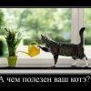 Kote1 Kote1