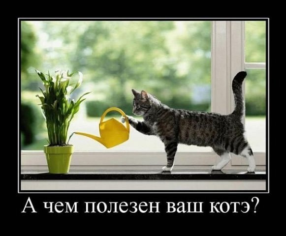 Kote1