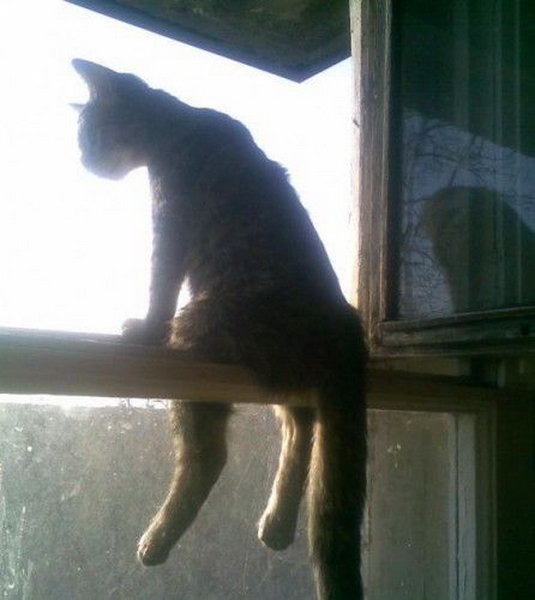 Kote