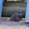 Котенок Котенок