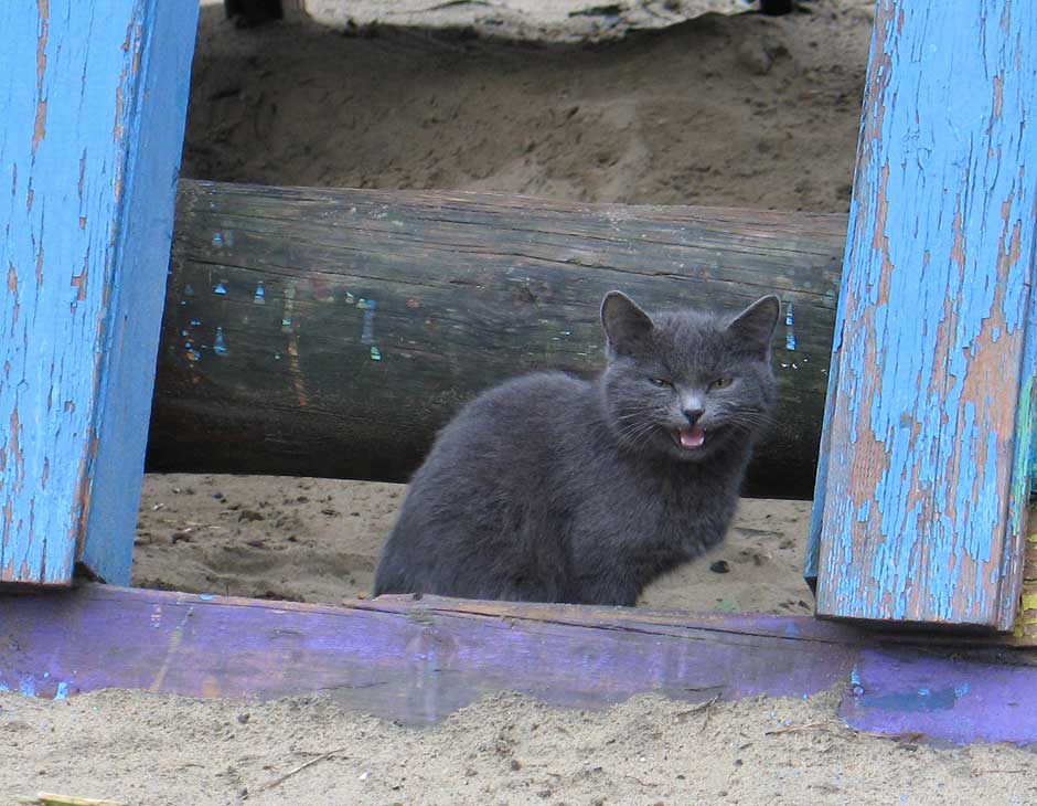 Котенок