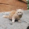 Бездомный котенок Бездомный котенок