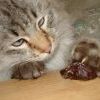 котик и финик котик и финик