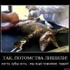 участь Кота Некастрированного )