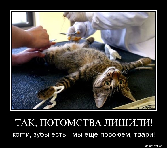 участь Кота Некастрированного )