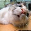 кот