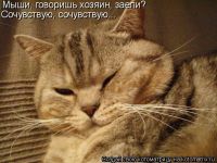 кот