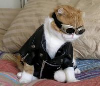 кастюмчик