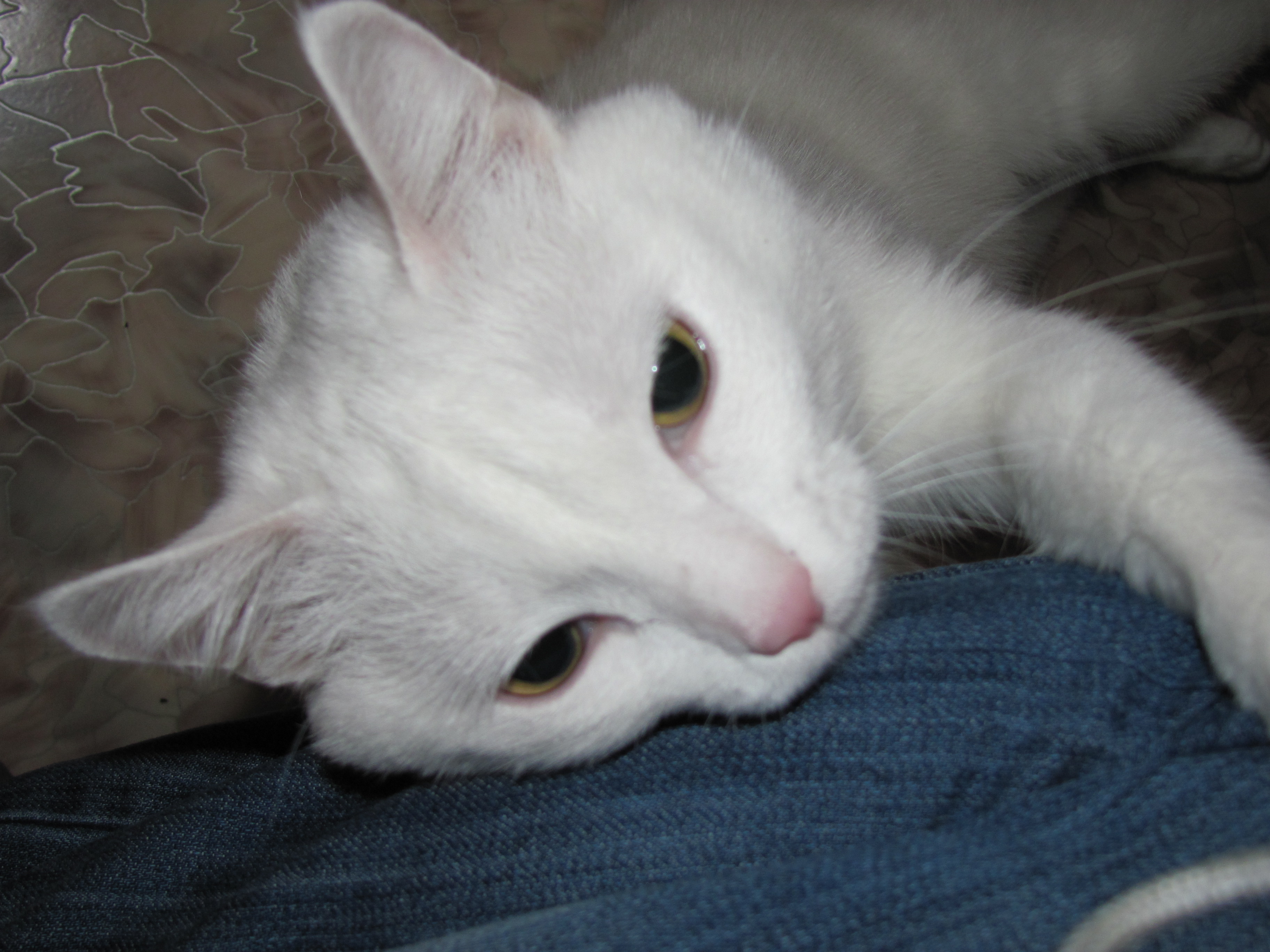 моя котэ